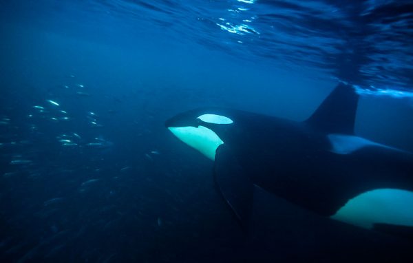 Snorkel with Orca in Norway