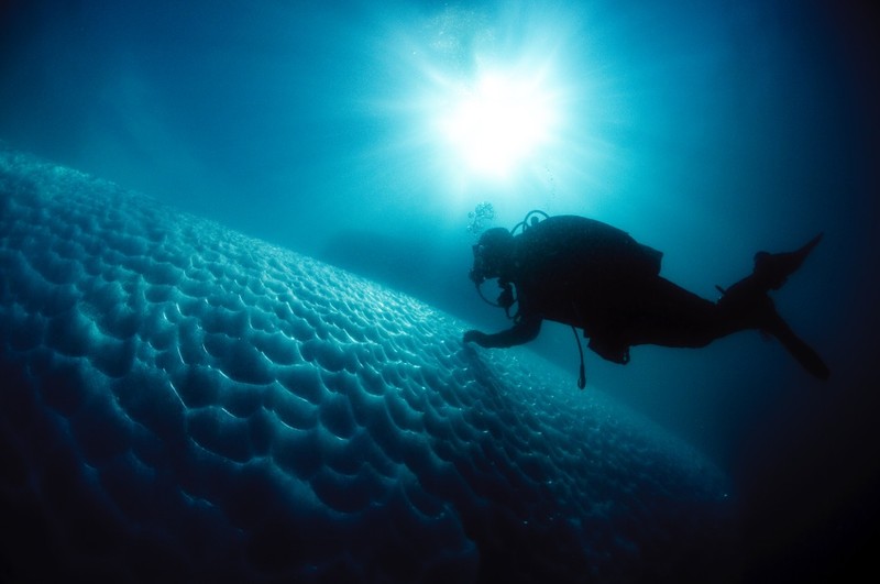 Greenland Iceberg Diving