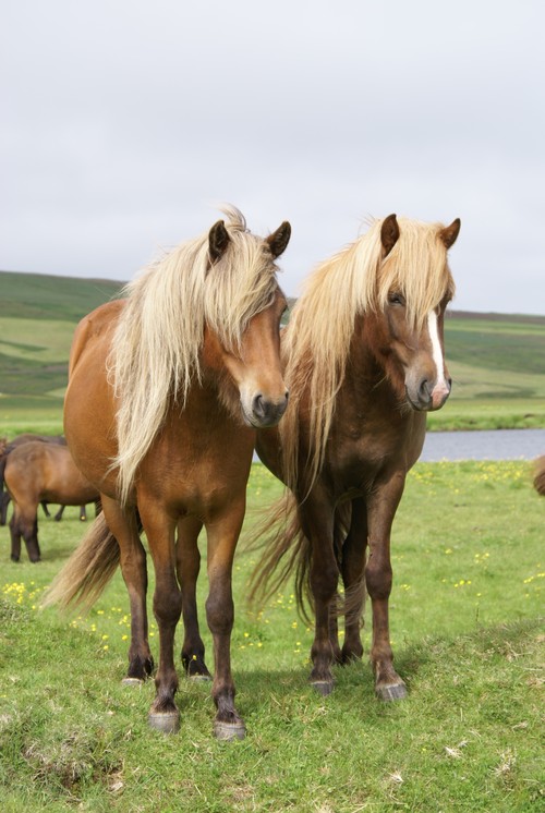 traditional icelandic horse riding