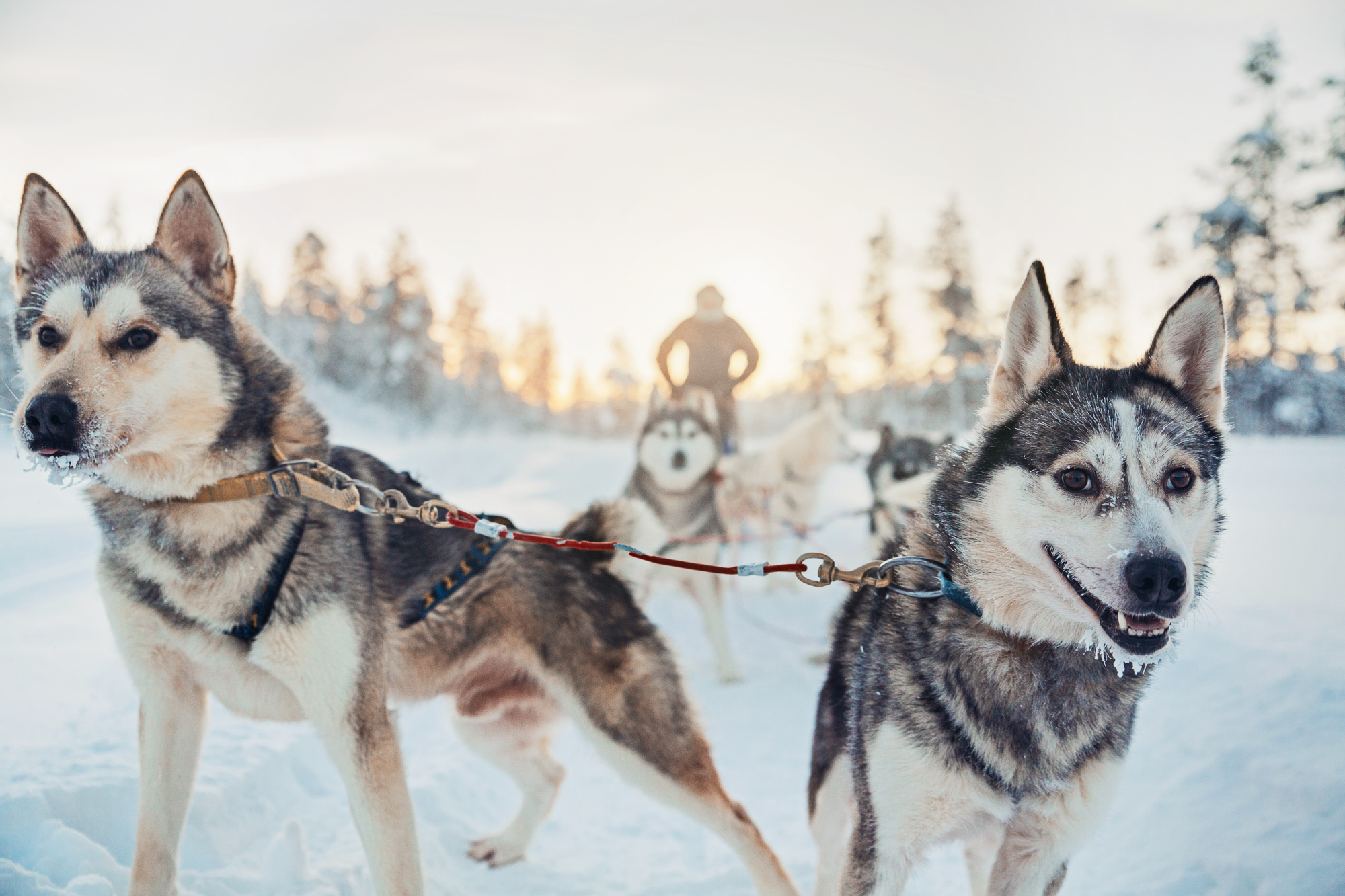 kakslauttanen husky safari