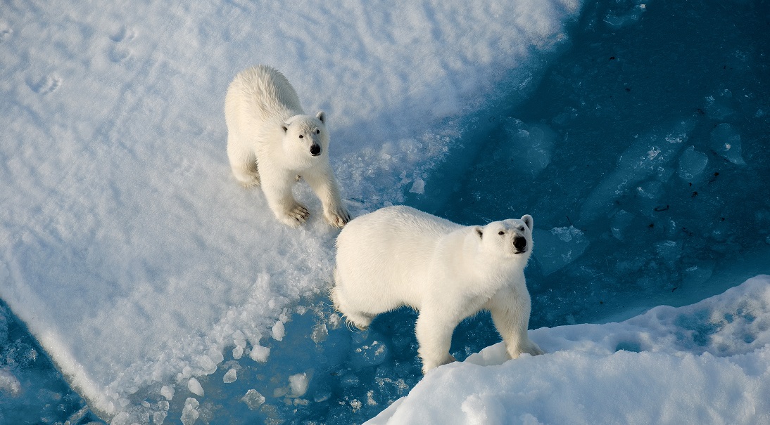 Polar bears at the North Pole