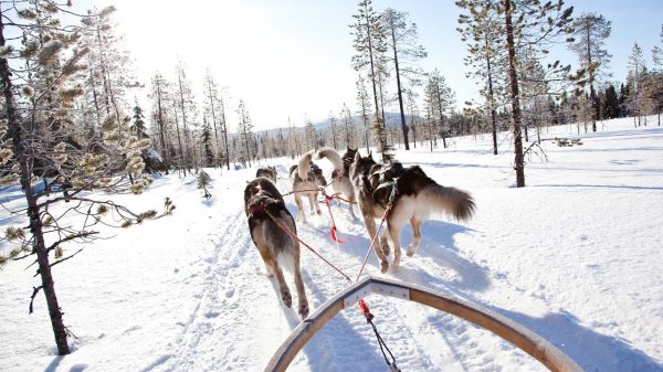 Lapland Arctic Activity Week inc Ice Hotel