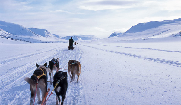 husky sled