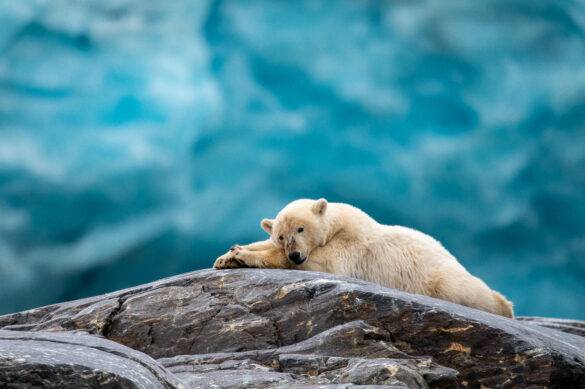 Polar Bears – Spitsbergen Adventure