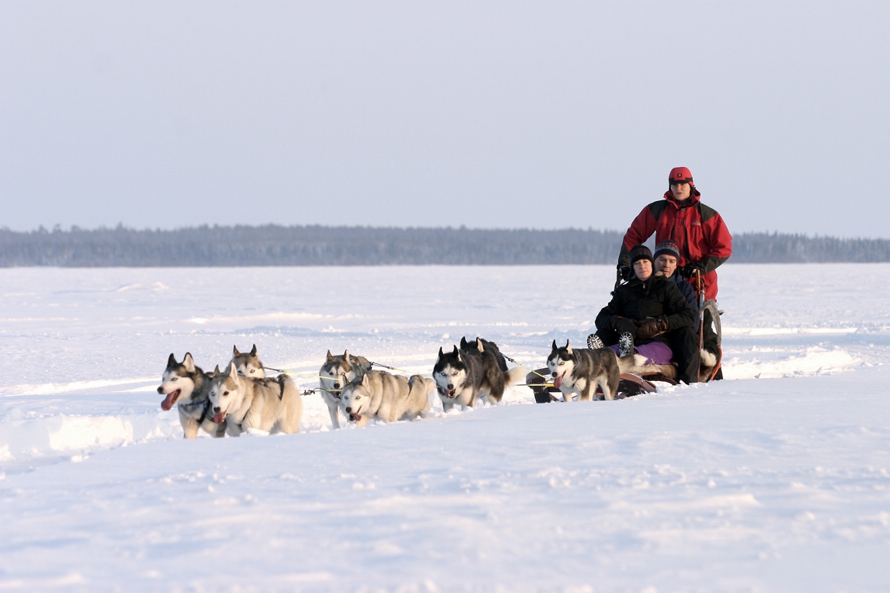 HuskySafari