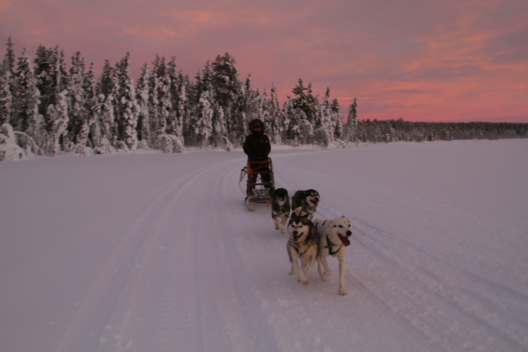 Dog sledging