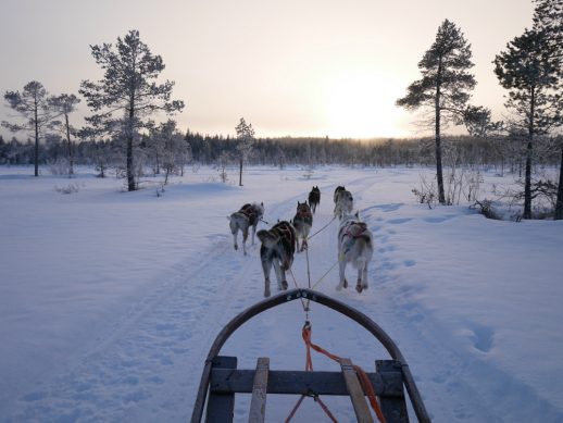 8 night dogsled tour