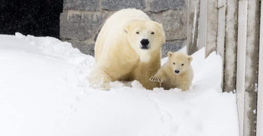Polar Bear Norway