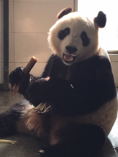 Panda in Finland