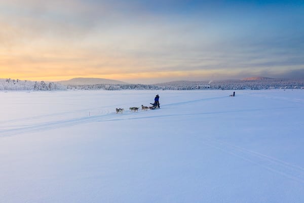 husky in snow
