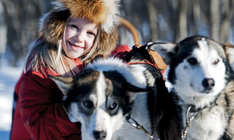 husky-dog-sledding-icehotel-800x480
