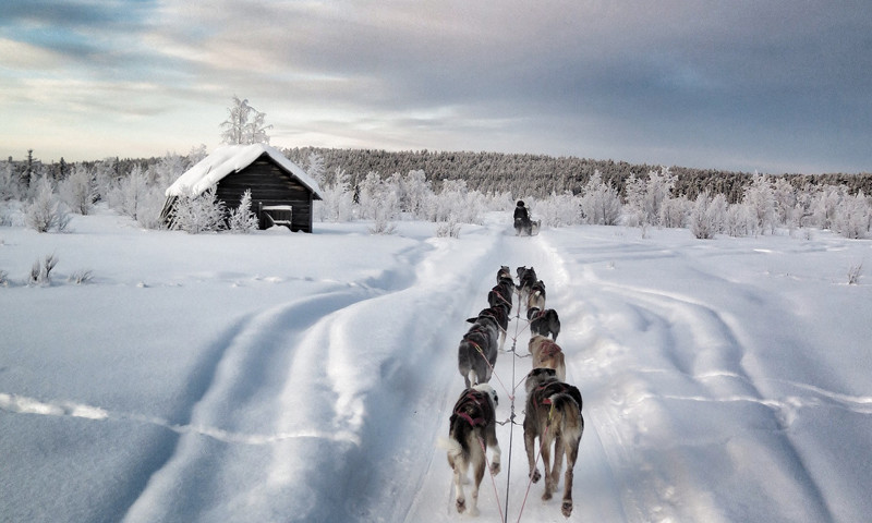 sled-dog-winter-wonderland-icehotel-800x480