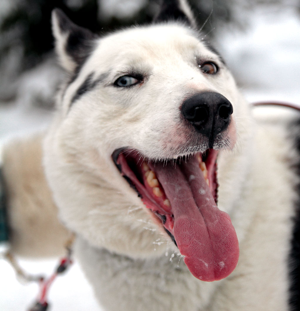 HappyHusky