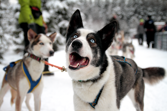 Husky Safari Arctic Direct