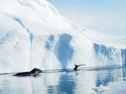 Greenland Holidays – Iceberg Adventure 2025