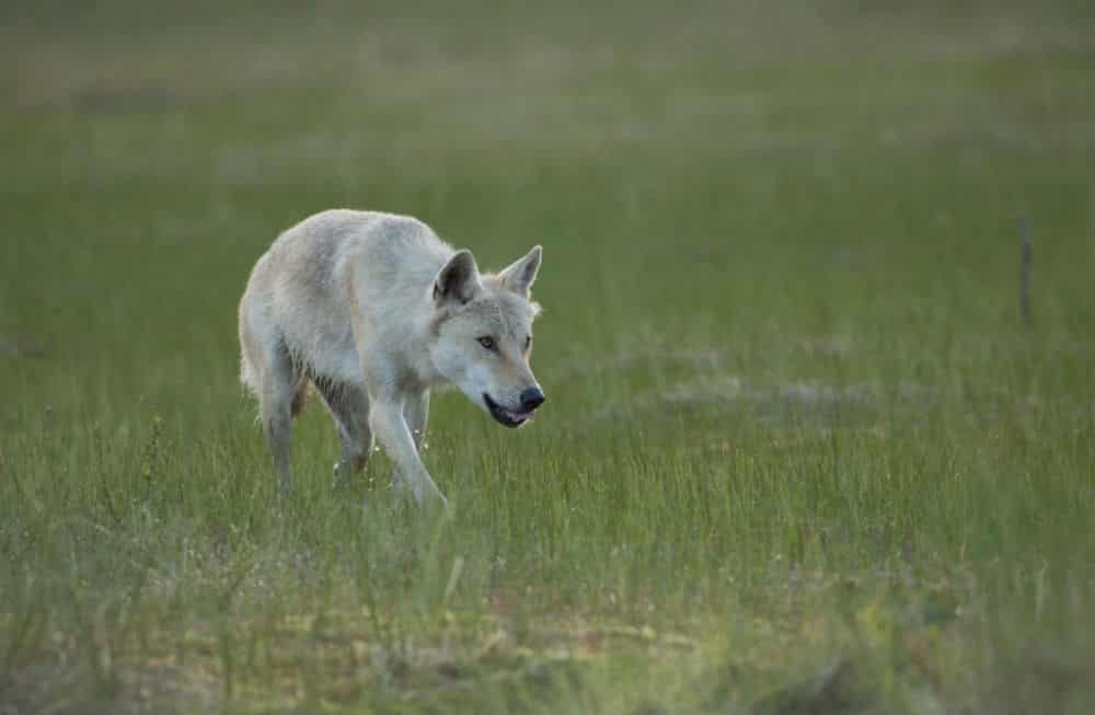 3_wilderness_vuokattisafaris