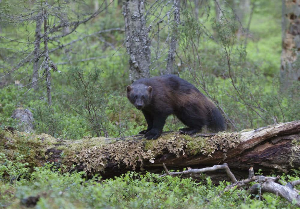 5_wilderness_vuokattisafaris