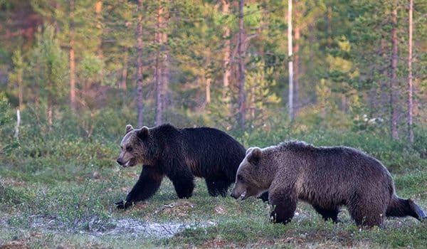 Bear Watching In Finland
