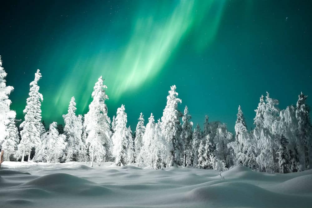 Chinese New Year Arctic Direct (29)