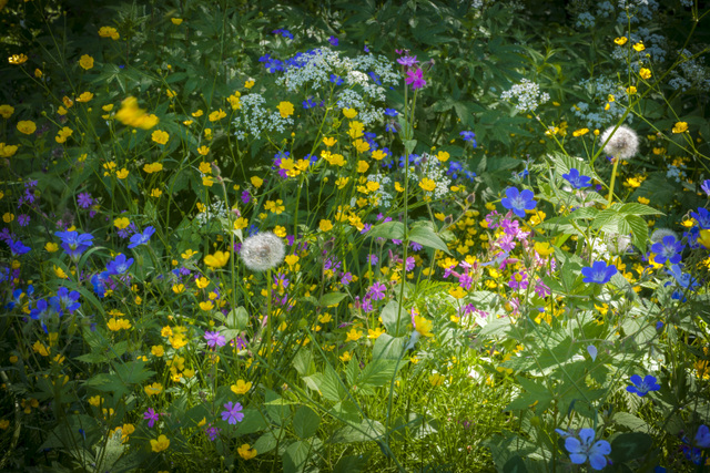 Finland Flowers Summer