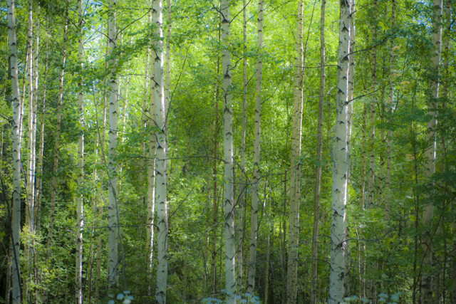 Nature Finland