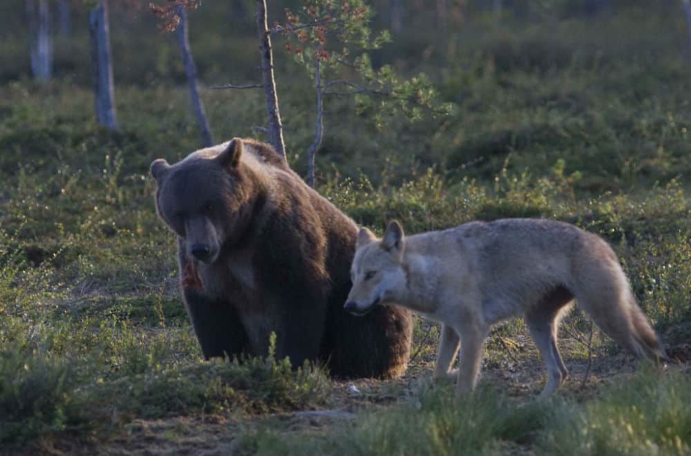 Bear watching with Arctic Direct