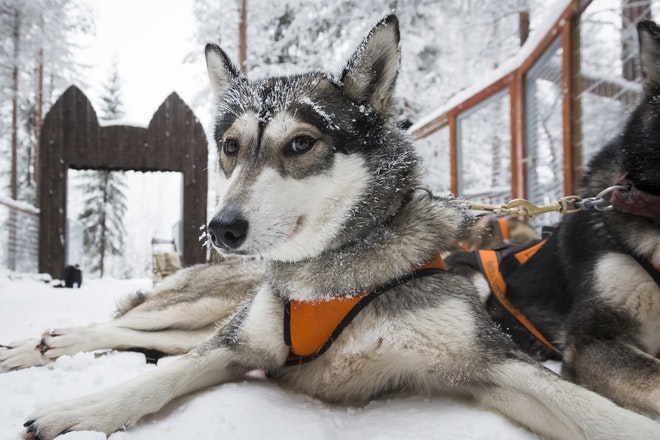 husky safari