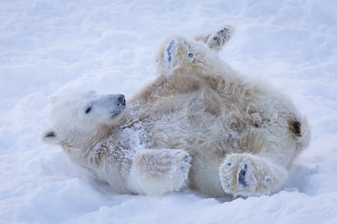 polar bear 2
