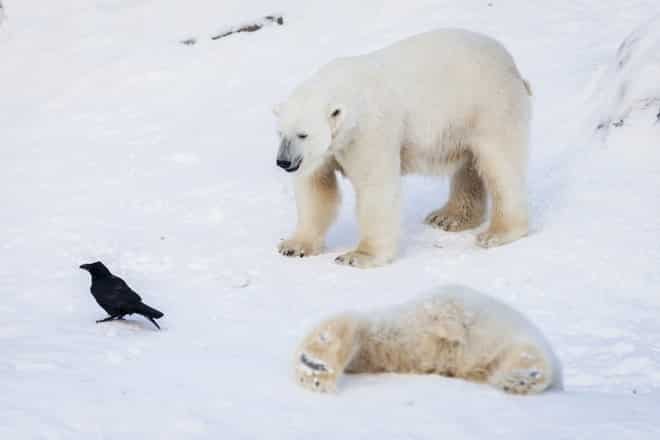 polar bear ruan wildlife