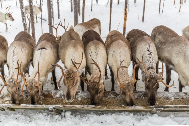 snowmobile to reindeer farm 2