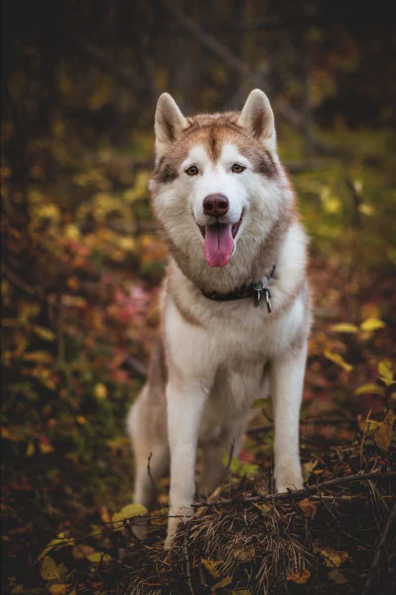 nlv husky