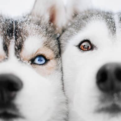 8 Night Dogsled Tour