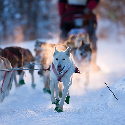 APL-HUNDEKJØRING-FEATURED