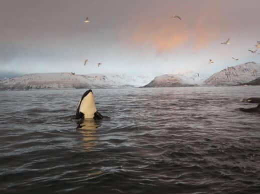 Whale Watching and Northern Lights