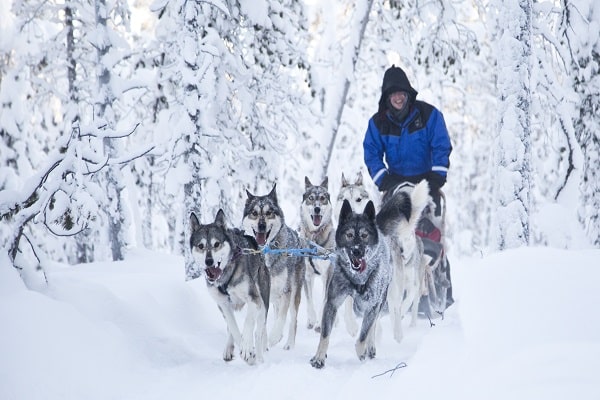 Nellim husky safari