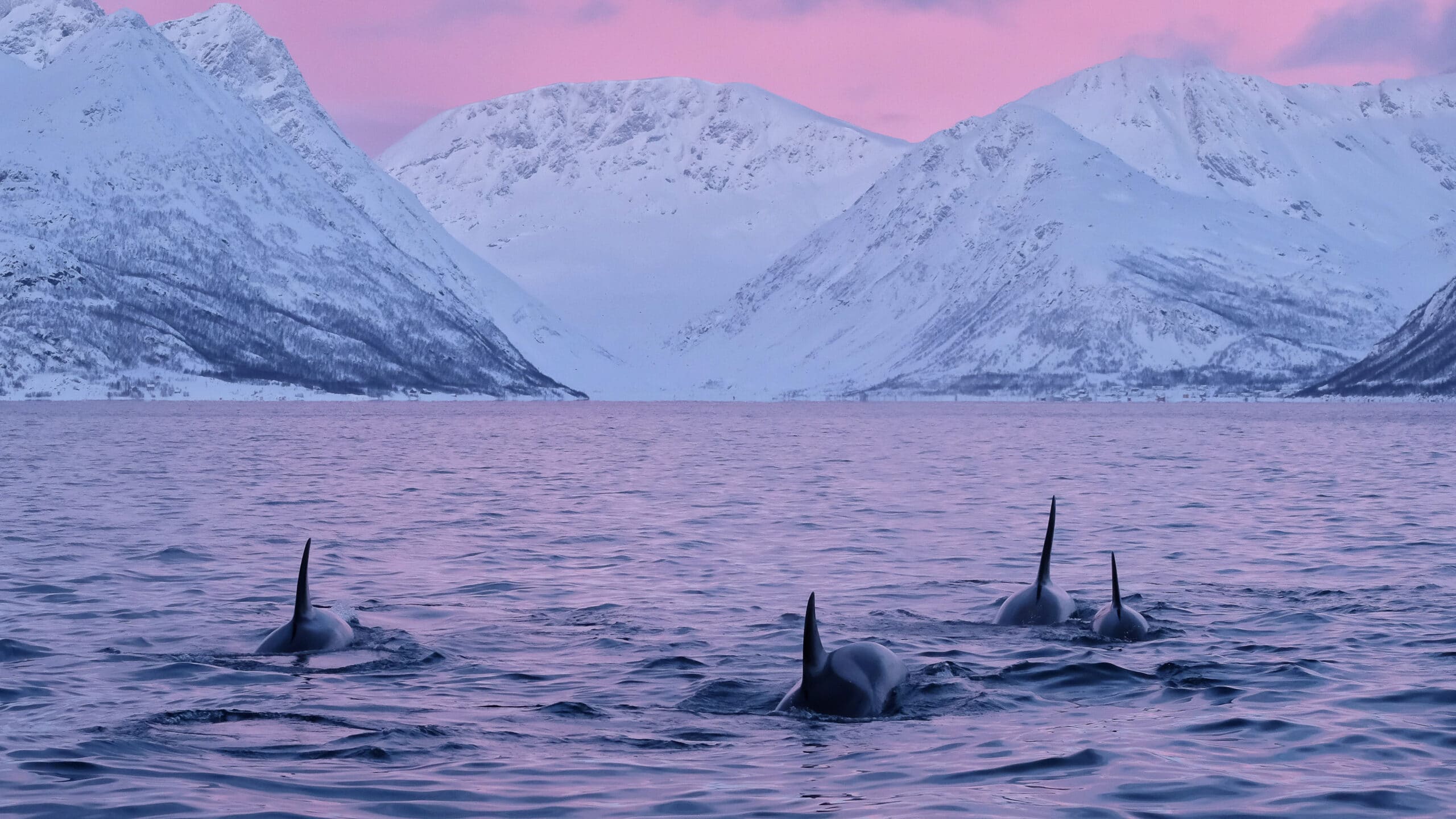 whale 4