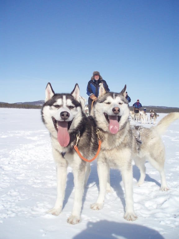 3 pvän huskyvaellus pikkukuva