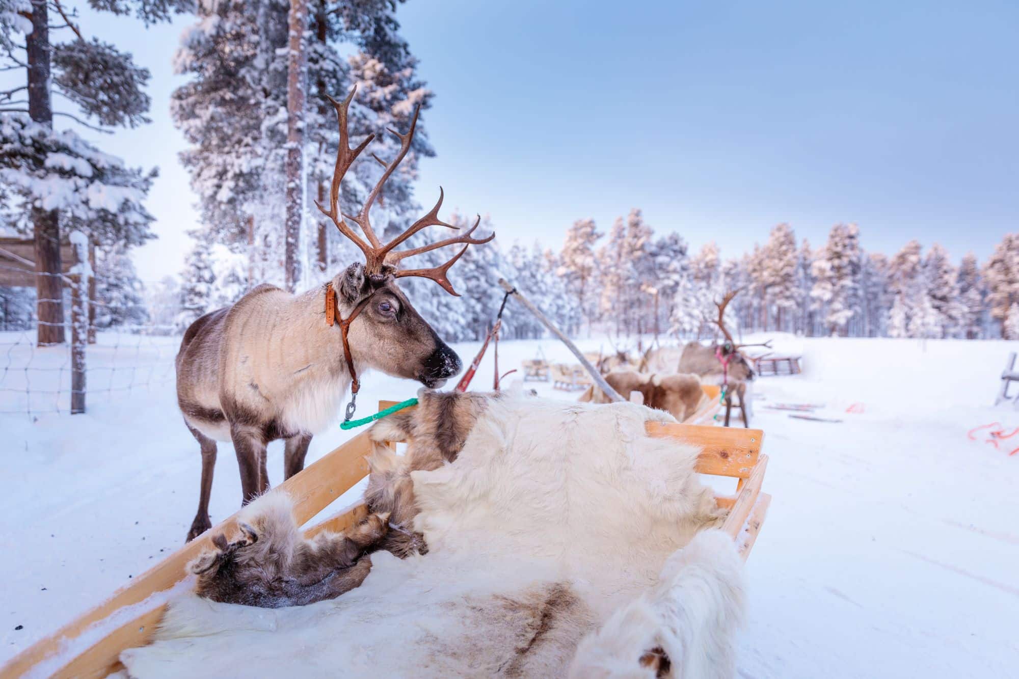Muotkaresize20190202-5D_L2456