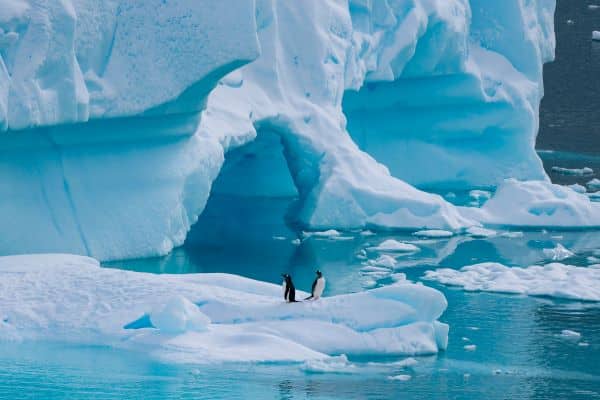 penguin on ice