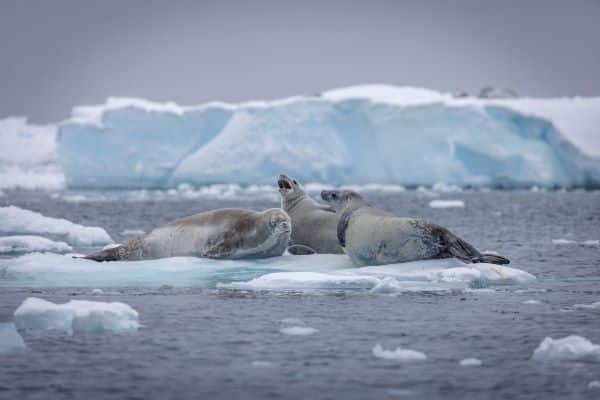 Antarctica_Stonington_Island_HGR_167209_Photo_Oscar_Farrera