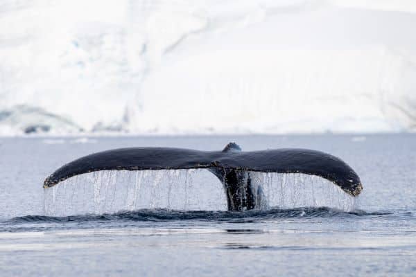 Antarctica_Wilhelmina_Bay_HGR_167113_Photo_Espen_Mills