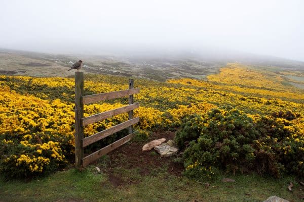 Birds_West_Point_Island_Falklands_HGR_141561_Photo_Ingemund_Skalnes