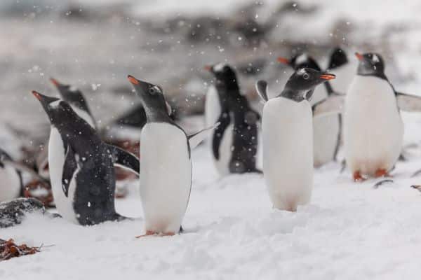 Cuverville_Island_Antarctica_HGR_153819_Photo_Oscar_Farrera