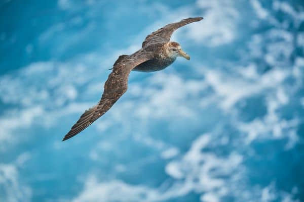 Drake_Passage_Antarctica_HGR_152966_Photo_Roger_Brendhagen