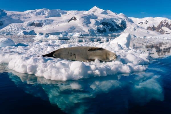 Kay-20240302-Antarctica-Neko-Harbour-Ice-Crabeater-Seal-KayFochtmann-26880464-Photo_Kay_Fochtmann
