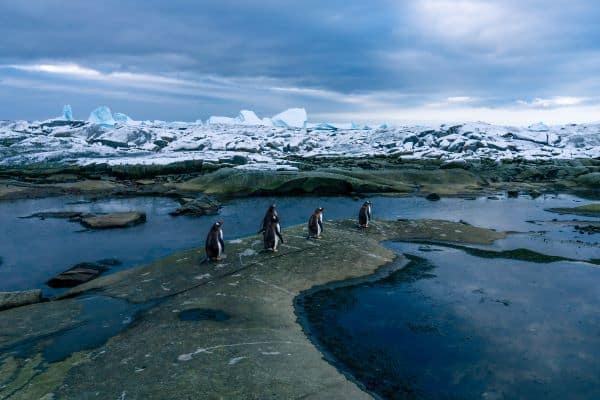 Kay-20240311-Antarctica-Ple-neau-Island-Gentoo-Penguins-KayFochtmann-26880458-Photo_Kay_Fochtmann