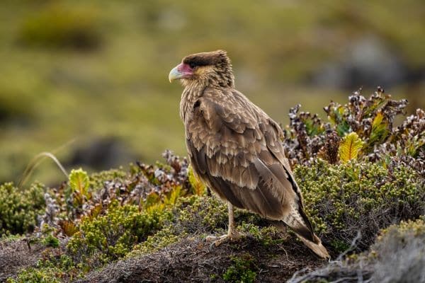 Stanley_Falklands_HGR_160958_Photo_Espen_Mills