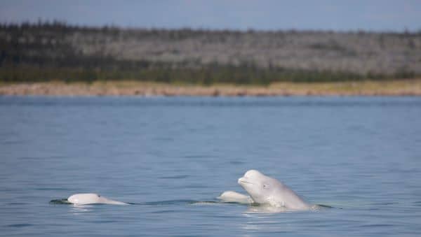 Close up of Beluga Whales