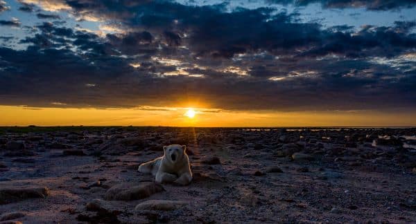 6 Night Ultimate Bears & Belugas Summer Adventure