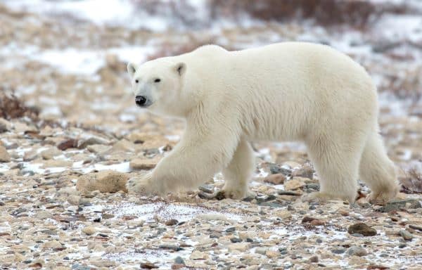 polar bear